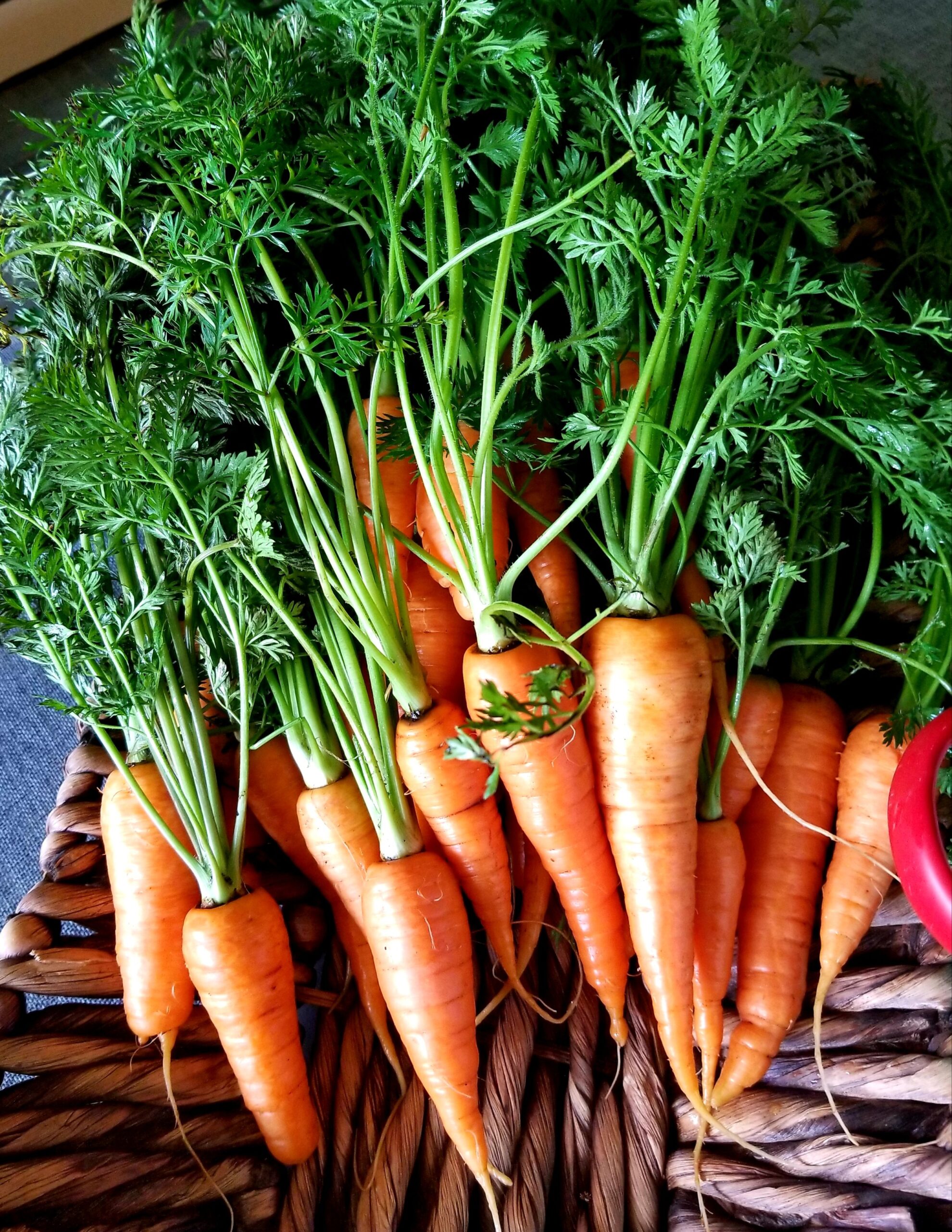 Freshly harvested carrots with vibrant green tops arranged in a woven basket, showcasing their bright orange color and healthy appearance. Ideal for farm-to-table cooking and nutritious recipes.