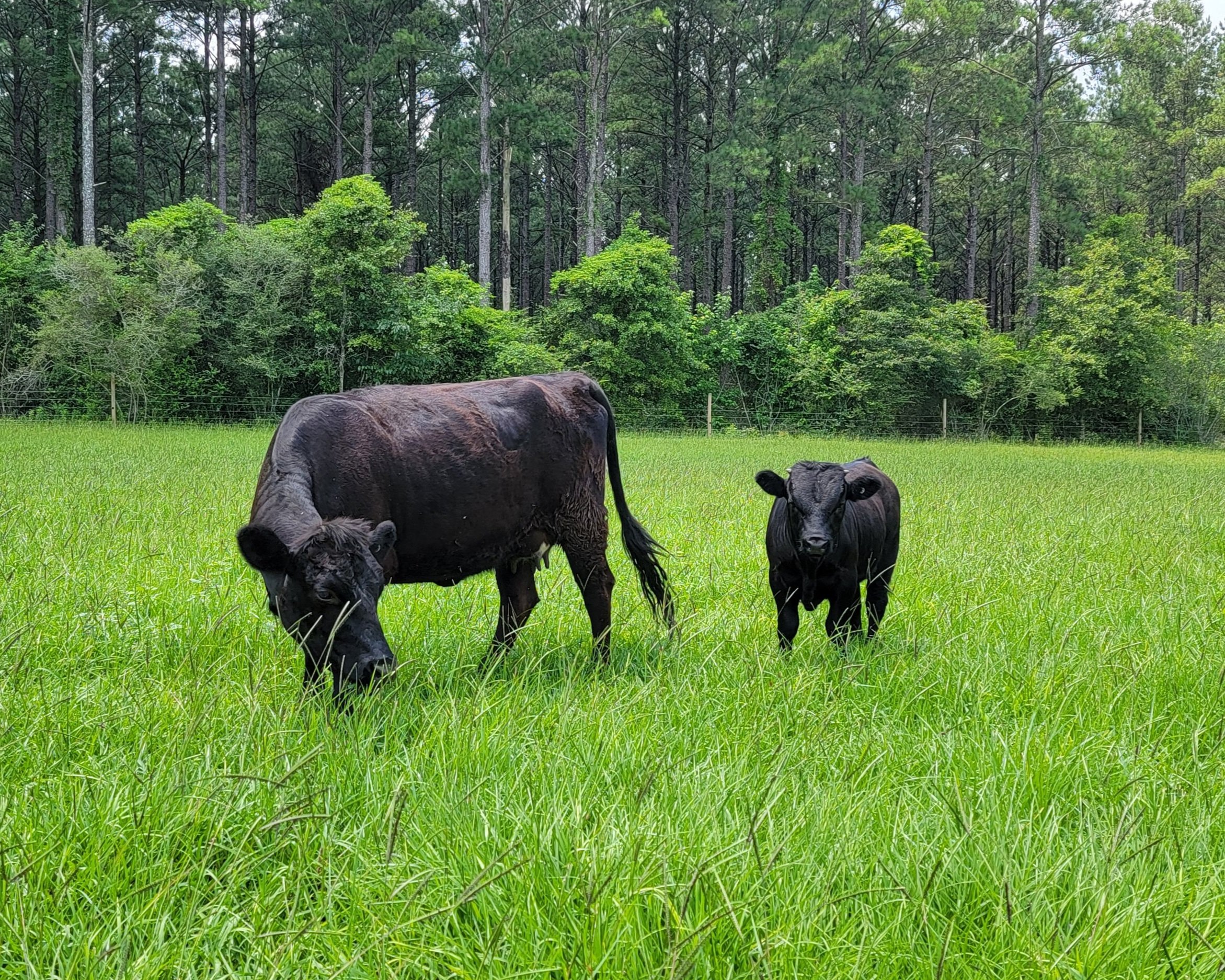 Two black cows grazing in a lush green field surrounded by trees, showcasing a peaceful rural landscape.